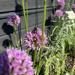 lila blommor intill en husvägg