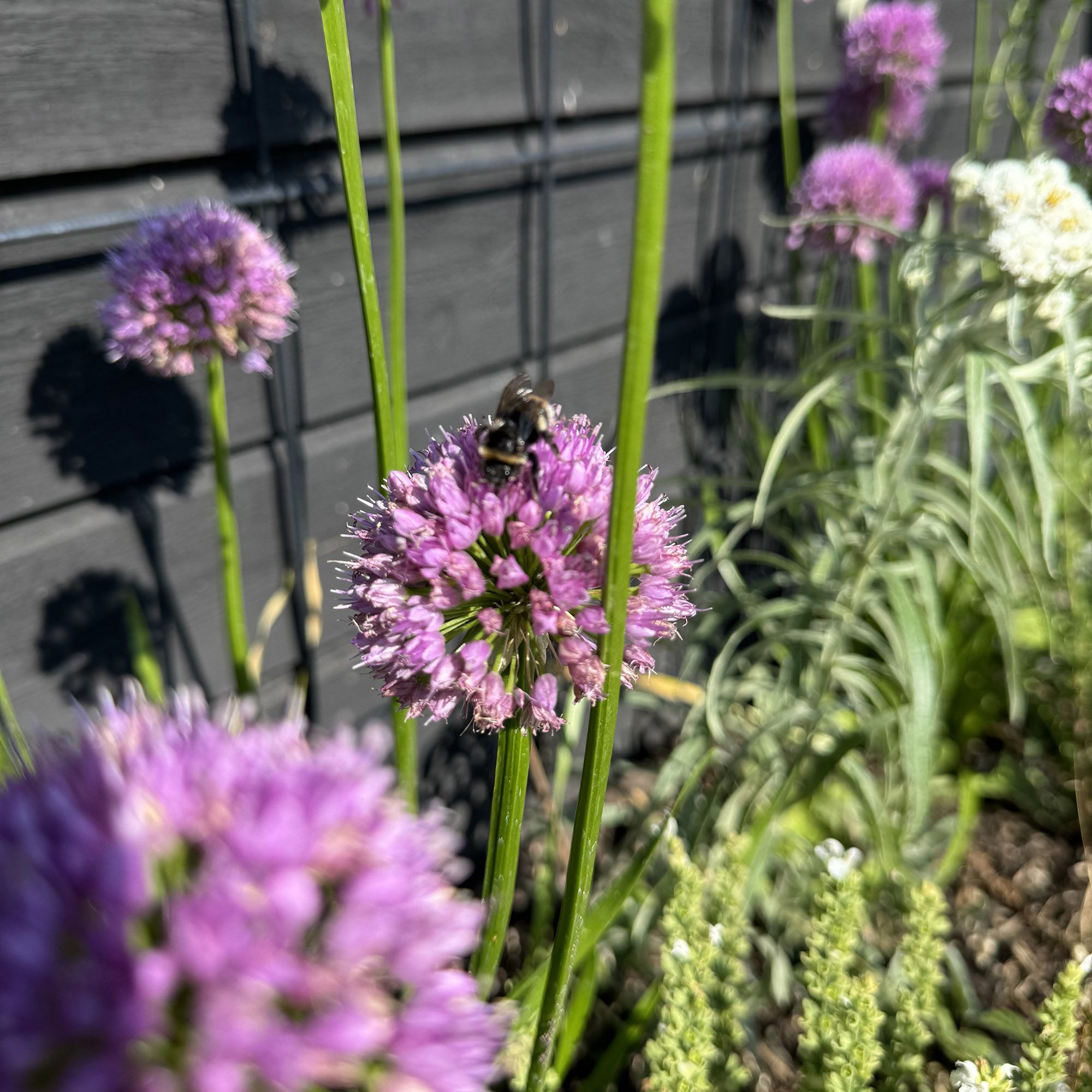 lila blommor intill en husvägg