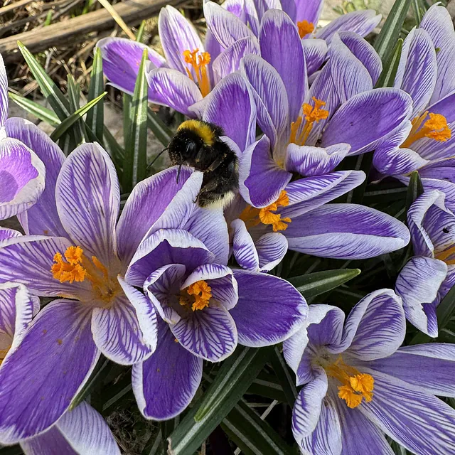 lila blommor med gul i mitten