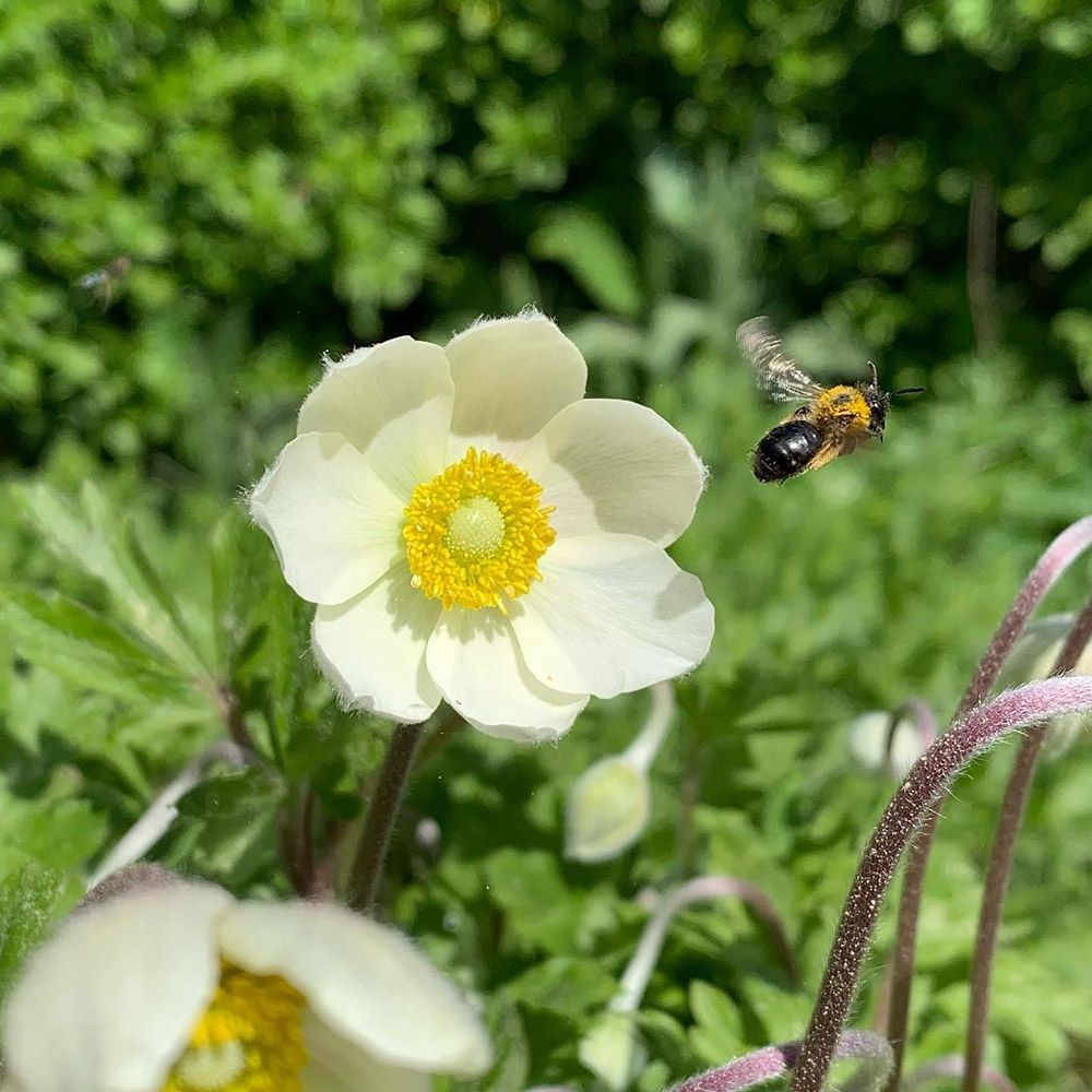 vit blomma och en geting